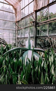 Large agave and snake plant in glasshouse in botanical garden