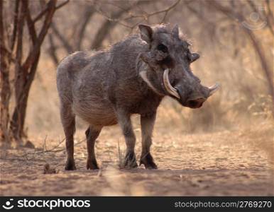 Large Alert Warthog Male Under Bushveld Trees