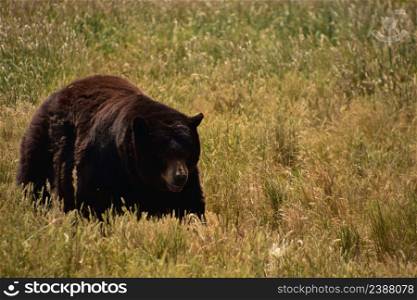 Large ambling black bear moving in a hay field on a summer day.