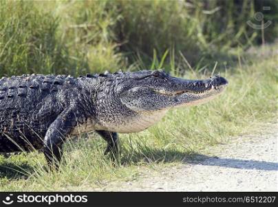 Large American alligator crossing a road. Large alligator walking