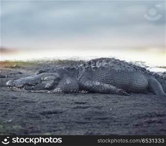 Large American Alligator resting at sunset. Large American Alligator