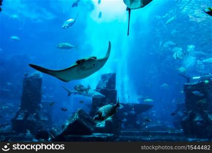 Large aquarium in Dubai, United Arab Emirates
