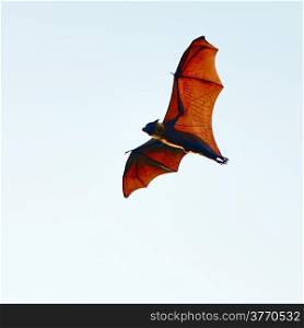 Large Bat, Hanging Flying Fox (Pteropus vampyrus) in blue sky background