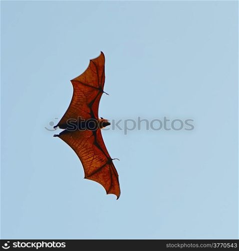 Large Bat, Hanging Flying Fox (Pteropus vampyrus) in blue sky background