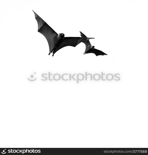 Large Bat, Hanging Flying Fox (Pteropus vampyrus) in monochrome