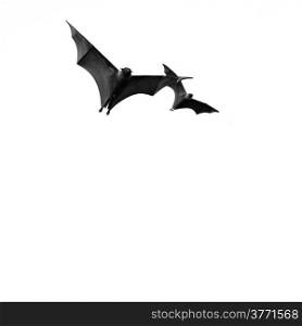 Large Bat, Hanging Flying Fox (Pteropus vampyrus) in monochrome
