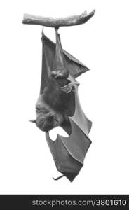 Large Bat, Hanging Flying Fox (Pteropus vampyrus) in monochrome