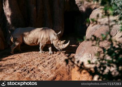 Large beautiful African big five southern white Rhino under bright sun in Valencia Bioparc zoo. Spain