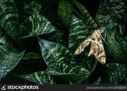 Large beautiful Oleander hawk-moth - Army green moth on snake plant dark green leaves