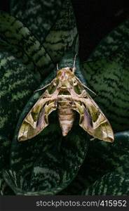 Large beautiful Oleander hawk-moth - Army green moth on snake plant dark green leaves