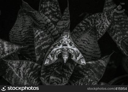 Large beautiful Oleander hawk-moth - Army green moth on snake plant leaves. Black and white image
