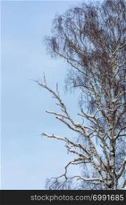 Large birch with partially dry branches against the blue sky on a winter day.