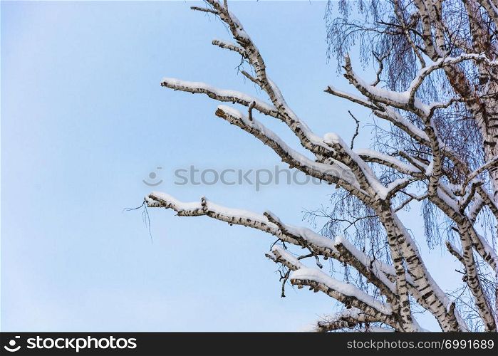 Large birch with partially dry branches against the blue sky on a winter day.