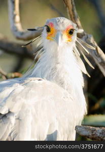 Large bird called Secretary looks back with the sun in his eye