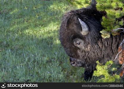 Large bison, covered with dust, dew, and pine needles, emerges from evergreen branches in Yellowstone National Park, USA
