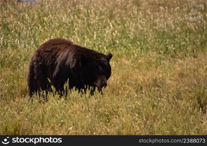 Large black bear roaming in a grassy meadow with long grass.