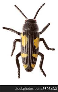 Large black beetle isolated on white background