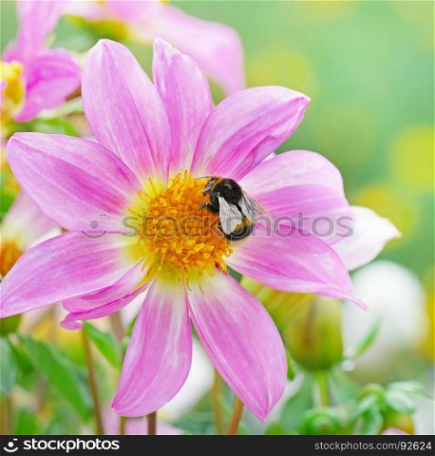 Large black bumble bee collects nectar