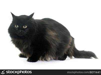 large black cat in front of white background