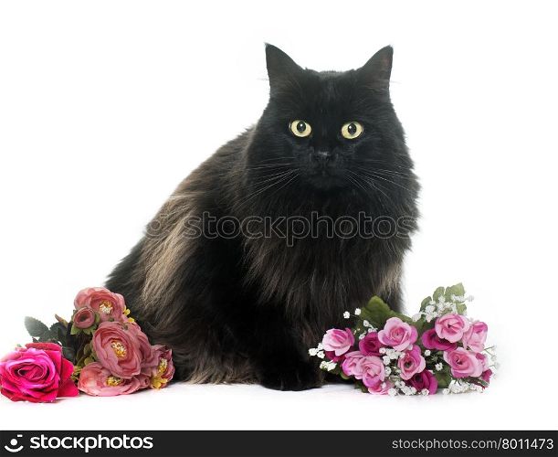 large black cat in front of white background