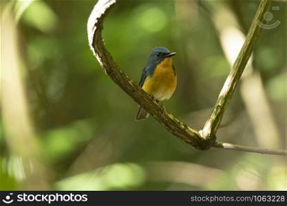 Large blue flycatcher, Cyornis magnirostris, Mishmi Hills, Arunachal Pradesh, India