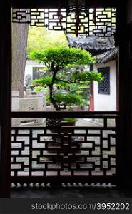 Large bonsai tree in ancient Yu Yuan Garden in Shanghai, China