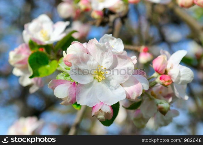 Large branch with white and pink apple tree flowers in full bloom and clear blue sky in a garden in a sunny spring day