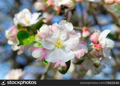 Large branch with white and pink apple tree flowers in full bloom and clear blue sky in a garden in a sunny spring day