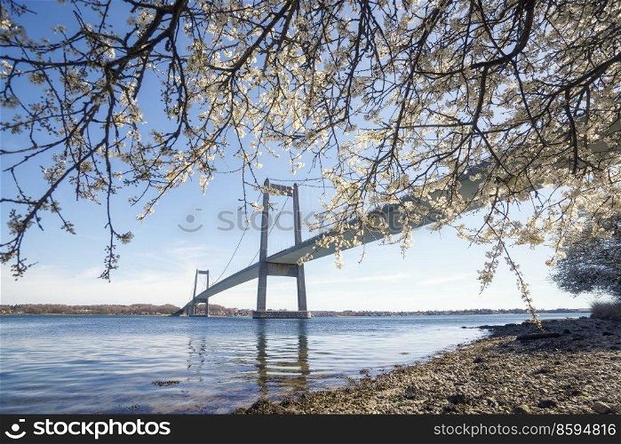 Large bridge over water with a blooming tree in the spring on a sunne day