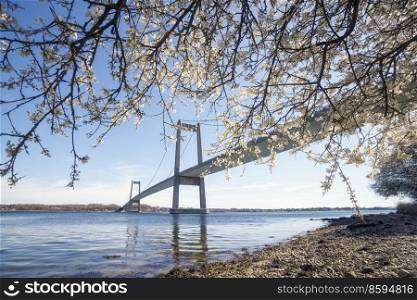 Large bridge over water with a blooming tree in the spring on a sunne day