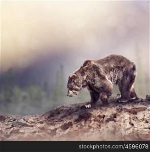 Large Brown Bear walking on the rocks