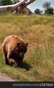Large brown black bear walking beside the road way in South Dakota.