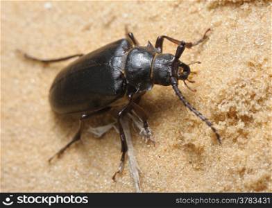 Large brown longhorn beetle on the sand in Israel