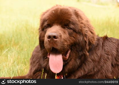 Large brown Newfoundland dog with his eyes closed in the sun.