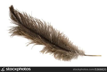 Large brown ostrich feather isolated on white