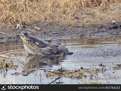 Large Bull Male Alligator Calls for a Mate