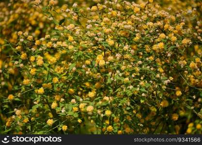 Large bush of Kerria japonica with yellow flowers in the garden on a spring day