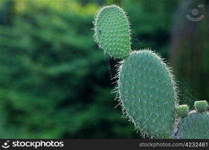 large cactus against a background of trees
