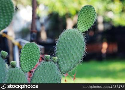 large cactus against a background of trees