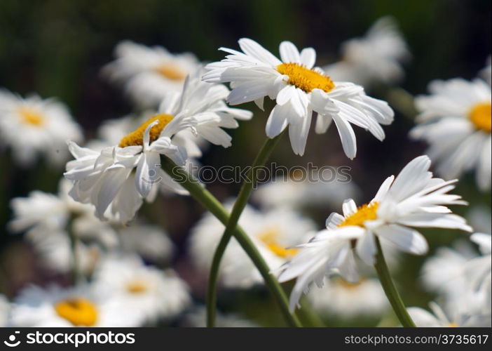 Large camomile closeup