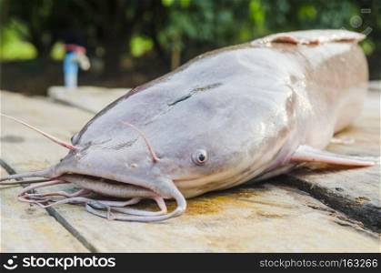 large catfish on wooden table