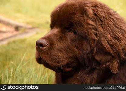 Large chocolate brown Newfoundland dog sitting outside on a hot summer day.