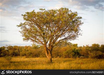Large classic tree in Botswana, Africa at sunset