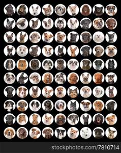 Large collection of dog portraits. Most of it are different breed