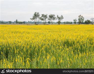 Large Crotalaria field in the countryside farm of Thailand.