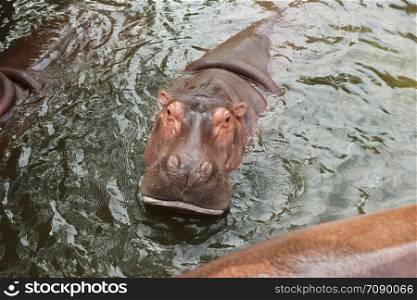 large cute adult hungry hippos waiting in their pool to be fed by visitors to the zoo in Northern Thailand, Southeast Asia