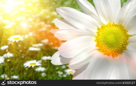 Large daisy in a sunlit field of flowers