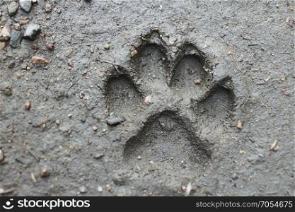 large dog?s footprint