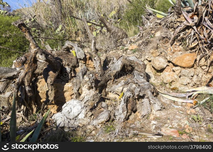 Large dry cactus and dead