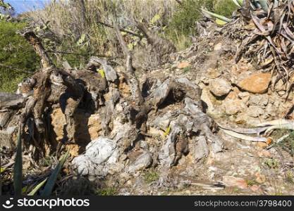 Large dry cactus and dead